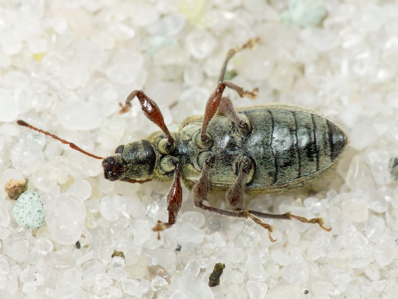 Phyllobius jacobsoni Smirnov, 1913